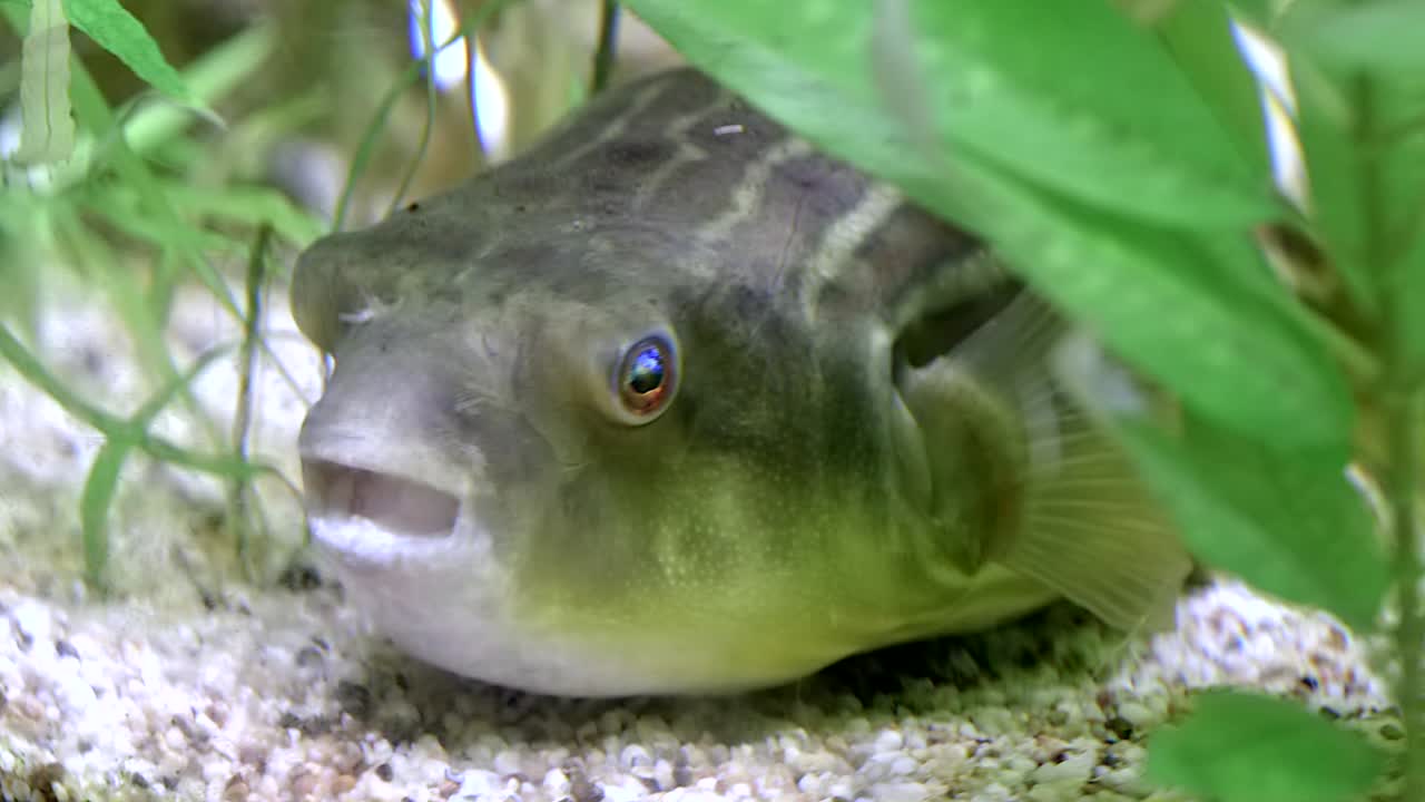 Puffer fish ( Tetraodontidae ) lying on river bed motionlessly. Side view, ground level and close up shot