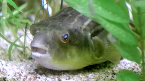 puffer fish ( tetraodontidae ) lying on river bed motionlessly. side view, ground level and close up shot