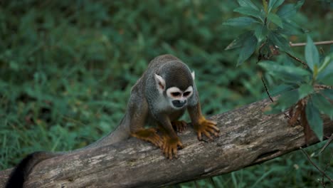 common squirrel monkey looking around in its habitat