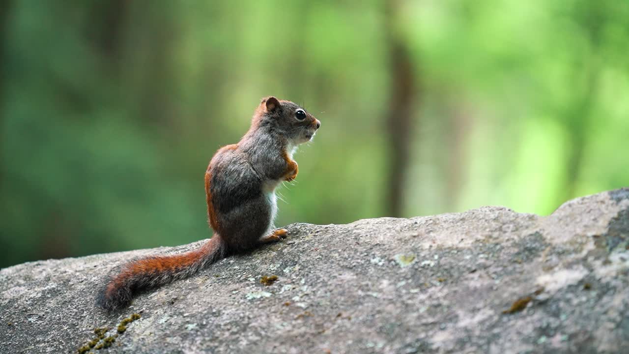 Telephoto profile view of American Red Squirrel on rock in woodland eating