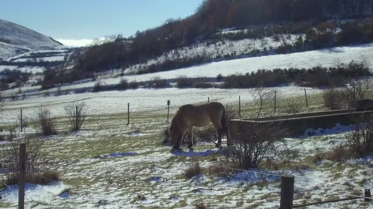 caballo przewalski pastando con paisaje nevado