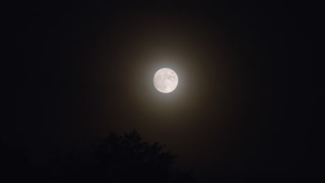 full moon rising over tree silhouettes. timelapse