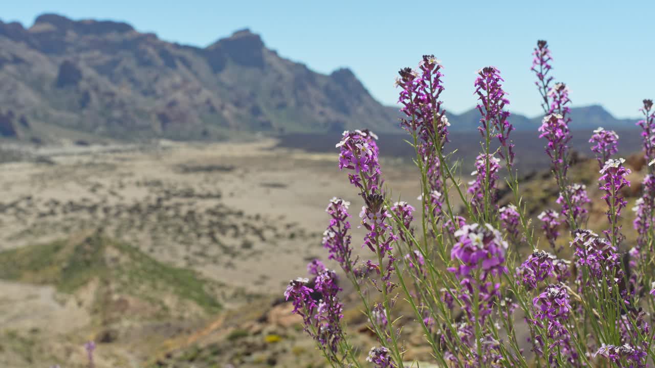 Blomstrende lilla blomster og vulkansk landskab på Tenerife i baggrunden