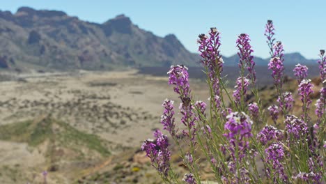 blooming purple flowers and volcanic landscape of tenerife in background