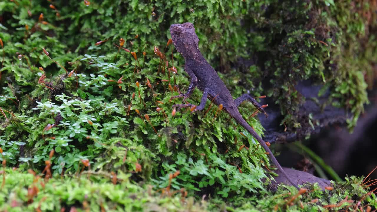 카메라가 축소될 때 왼쪽을 향한 대각선으로 위치한 갈색 pricklenape acanthosaura lepidogaster, 카오야이 국립공원