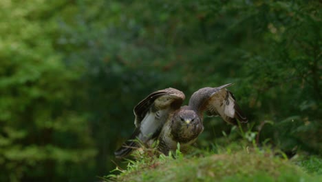 Mäusebussard-Fliegt-Von-Einer-Stange-Auf-Einem-Ast,-Um-Auf-Dem-Gras-Zu-Landen