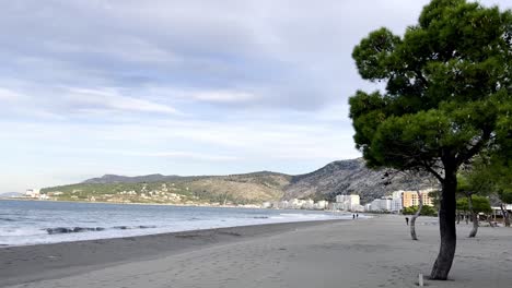 árboles a lo largo de la playa de shengjin en albania