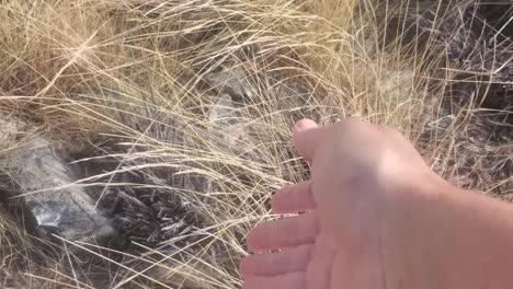 Closeup-woman-hands-touch-dry-grass-in-the-wild-mountain,-texture-concept