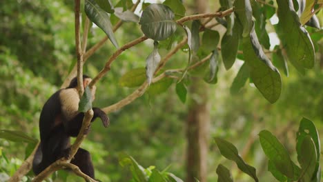 white-headed capuchin monkey standing and sitting on tree branch