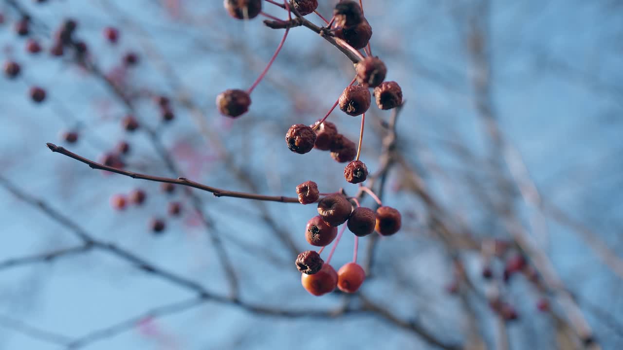 바람의 파도 크래브 사과 파란 하늘 아래  ⁇ 은 나무 가지에