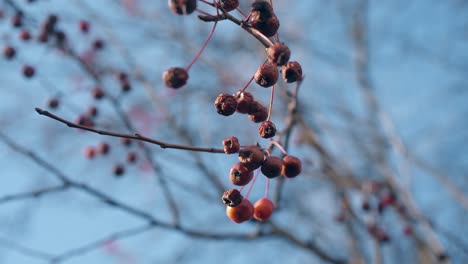 breeze waves crab apples on thin tree branch under blue sky