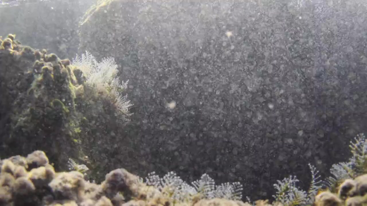 Vista subacquea di un vibrante habitat di barriera corallina con varie piante marine e molte piccole bolle che salgono