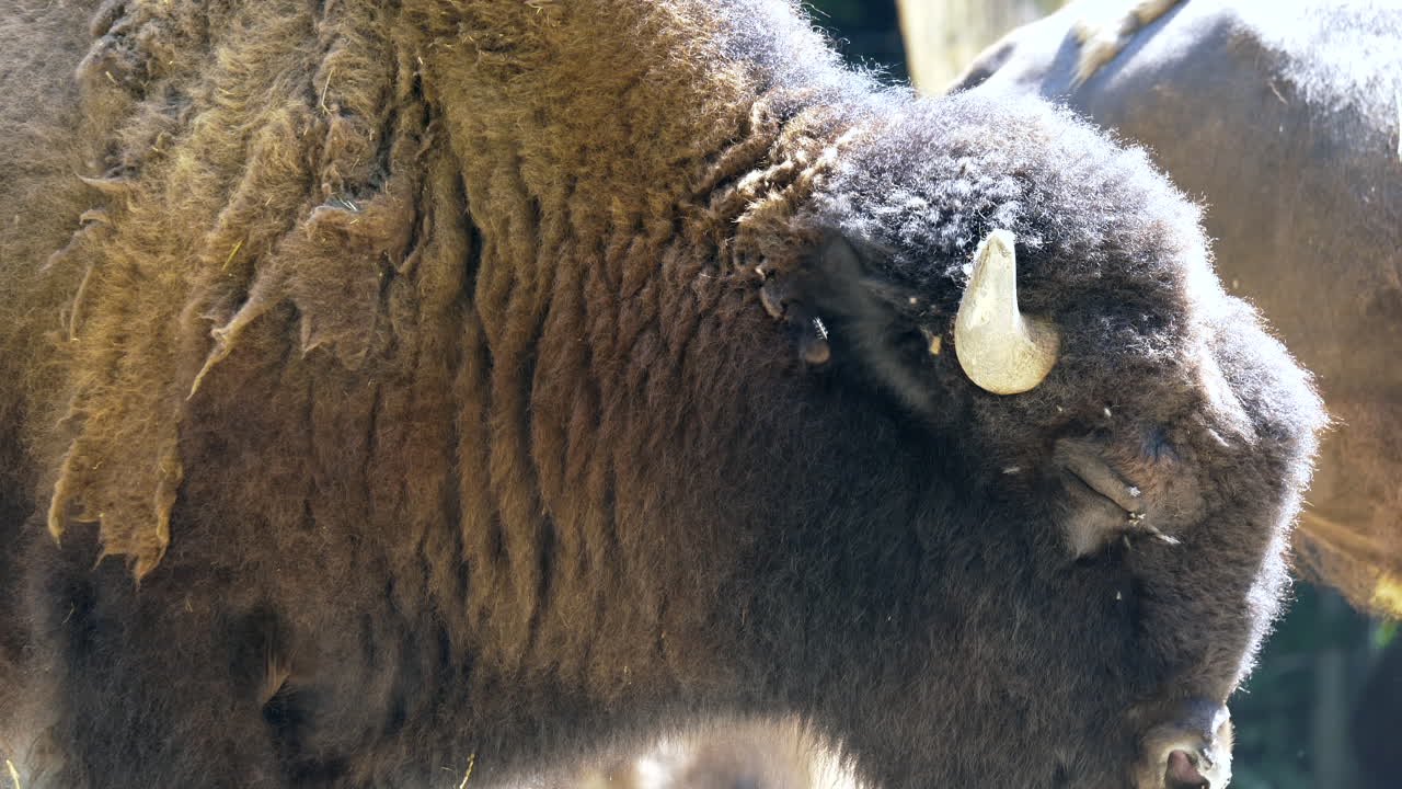 Nærbillede af vild bison, der græsser udendørs med flokken på en solskinsdag - slowmotion