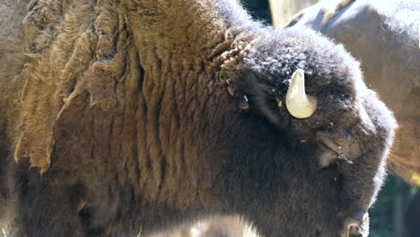 Nahaufnahme-Eines-Wilden-Bisons,-Der-An-Einem-Sonnigen-Tag-Mit-Einer-Herde-Im-Freien-Weidet---Zeitlupe