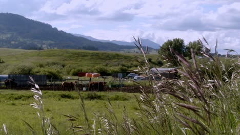 rural homestead between the mountains and grass blown in the wind