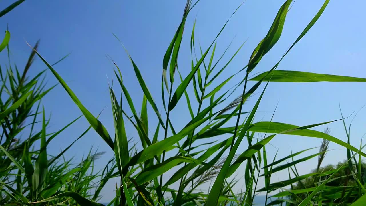 Tall green grass against a bright blue sky
