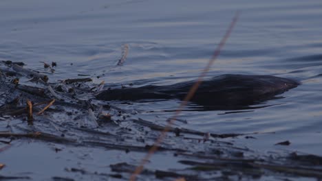 Biber-Schwimmen-Im-Ruhigen-Seewasser-In-Der-Morgen--Und-Abenddämmerung