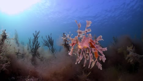 Dragón-De-Mar-Frondoso-Con-Huevos-4k-Cámara-Lenta-Sur-De-Australia