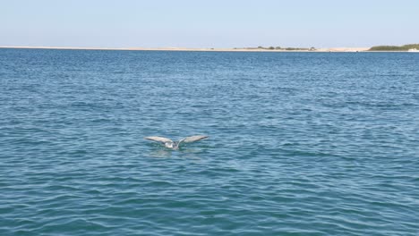 la gaviota se sumerge y atrapa peces en el océano.