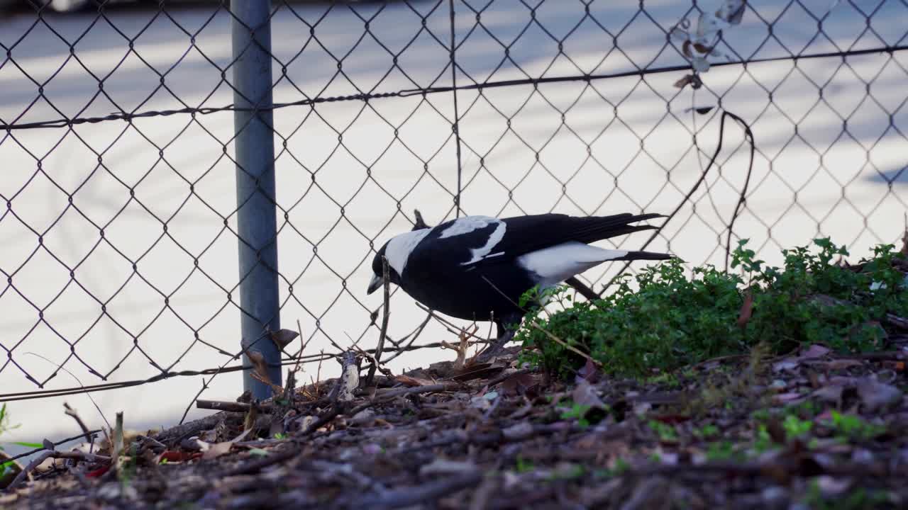 urraca australiana buscando comida en el suelo junto a la valla de acero