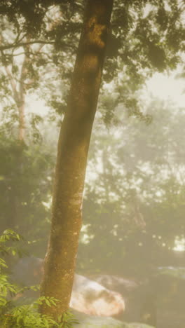 a tree trunk in a foggy forest