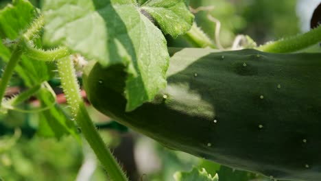 fresh green cucumber growing in the vegetable garden in summer