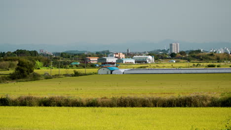 korean agriculture - ripe yellow rice paddy field and storehouse buildings - zoom out reveal