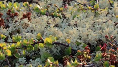 Arctic-Tundra-lichen-moss-close-up.-Found-primarily-in-areas-of-Arctic-Tundra,-alpine-tundra,-it-is-extremely-cold-hardy.-Cladonia-rangiferina,-also-known-as-reindeer-cup-lichen.