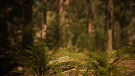 Early-morning-sunlight-in-the-Sequoias-of-Mariposa-Grove