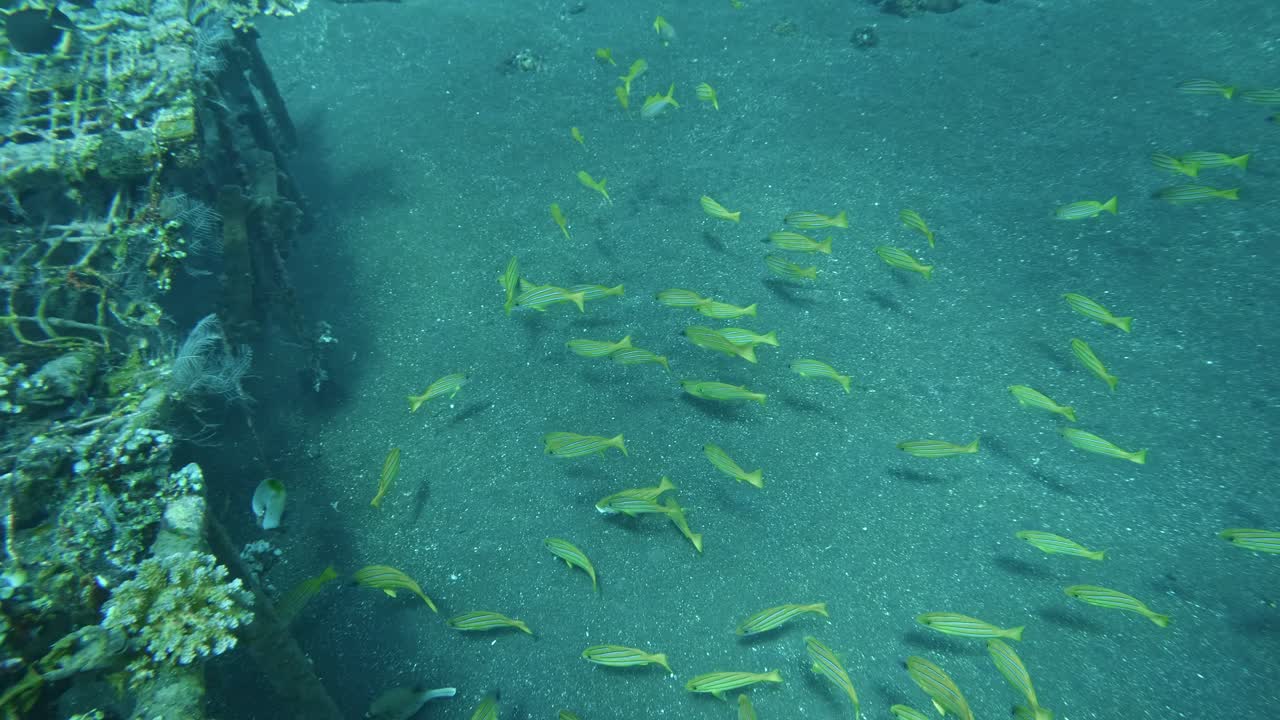 un grupo de peces en el fondo del mar, movimiento súper lento.