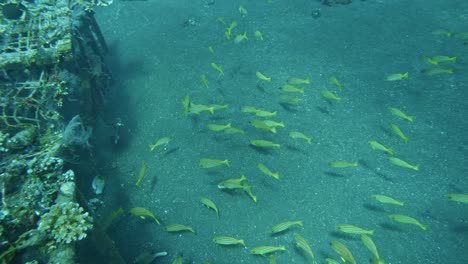 Escuela-De-Peces-Pargo-De-Cola-Amarilla-En-El-Fondo-Marino,-Mo-Súper-Lento