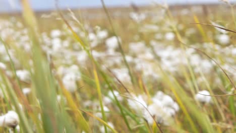 arctic tundra meadow in autumn