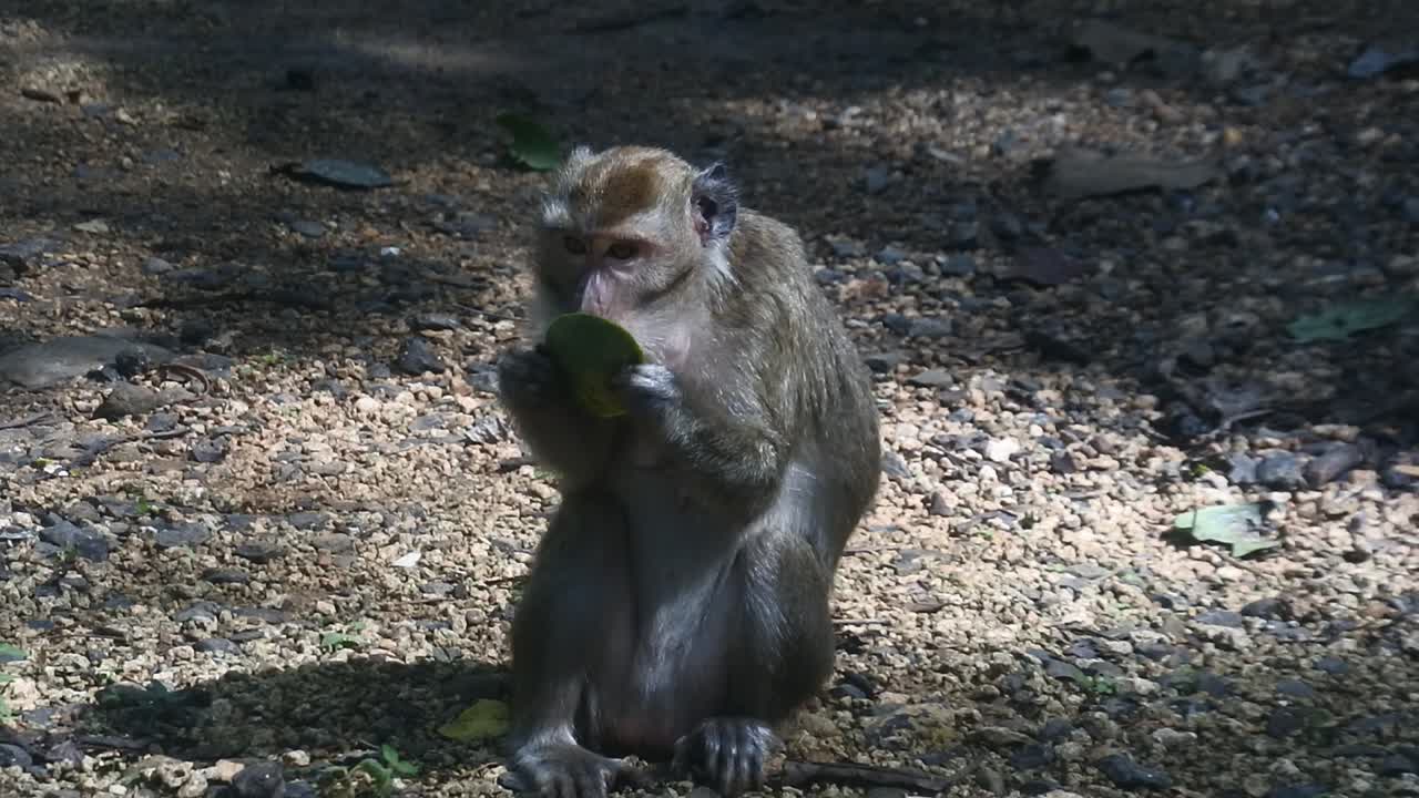 primate life while eating fruit. Monkey eat yellow mango fruit at sacred terawang cave in Blora, central java, Indonesia. Close up of mammals HD video.