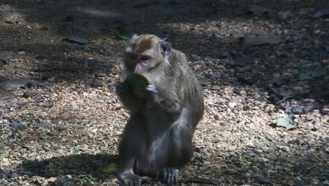 primate life while eating fruit. monkey eat yellow mango fruit at sacred terawang cave in blora, central java, indonesia. close up of mammals hd video.