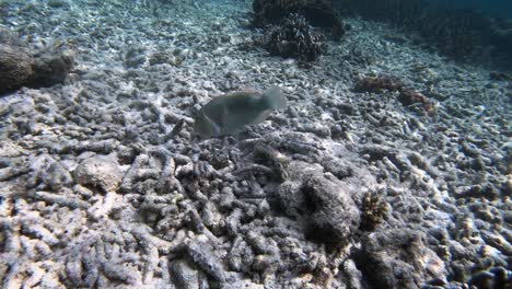 a white parrotfish searches for food on the sea floor in shallow waters