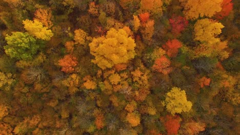 beautiful autumn landscape with colorful trees at sunset in canada