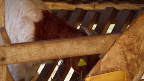 brown white goat eating dry grass while standing directly in the feed house in the shade on a sunny spring day in germany