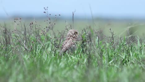 isolated small owl looking sideways perched on the ground