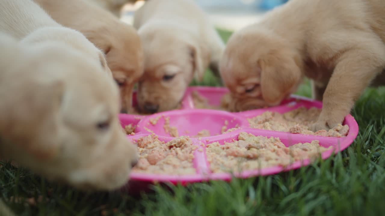 Golden lab puppy puts foot into food while eating puppy chow while other puppies eat normally