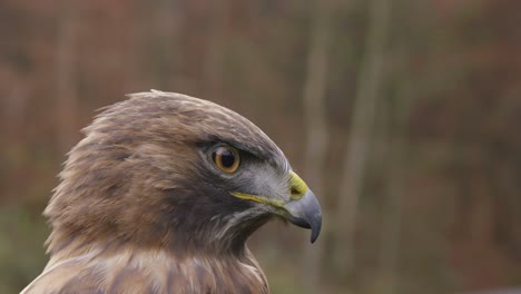 close up slow motion shot of a falcon with beautiful eyes a beak and brown feathers in nature looking arround, 25p