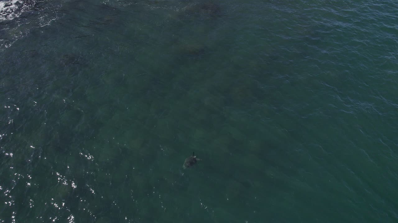 호주 뉴 사우스 웨일즈 쿡 섬 근처 바다에서 수영하는 바다 거북