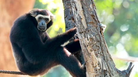 gibbon climbing a tree in korat zoo