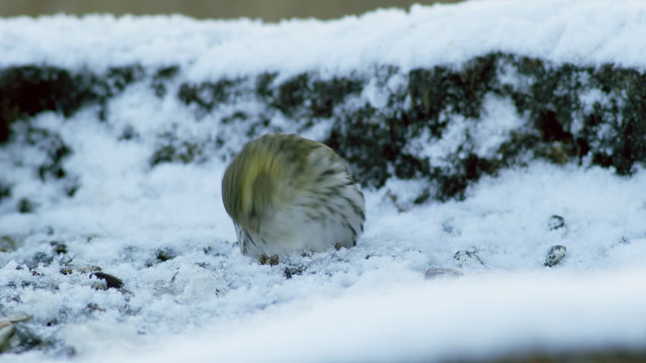 해바라기 씨를 먹는 겨울 새 모이통의 유라시아 검은콩