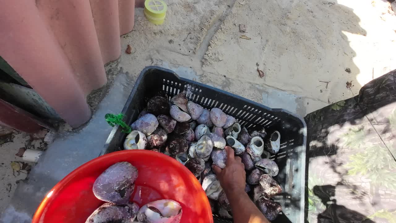 Person cleaning purple varnish clams at a sunny beach location, viewed from above in a first-person perspective