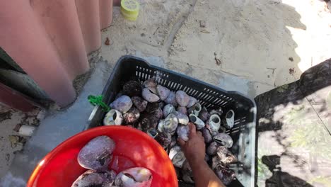 person cleaning purple varnish clams at a sunny beach location, viewed from above in a first-person perspective