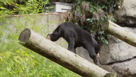 oso malayo desciende iniciar sesión en el hábitat del zoológico