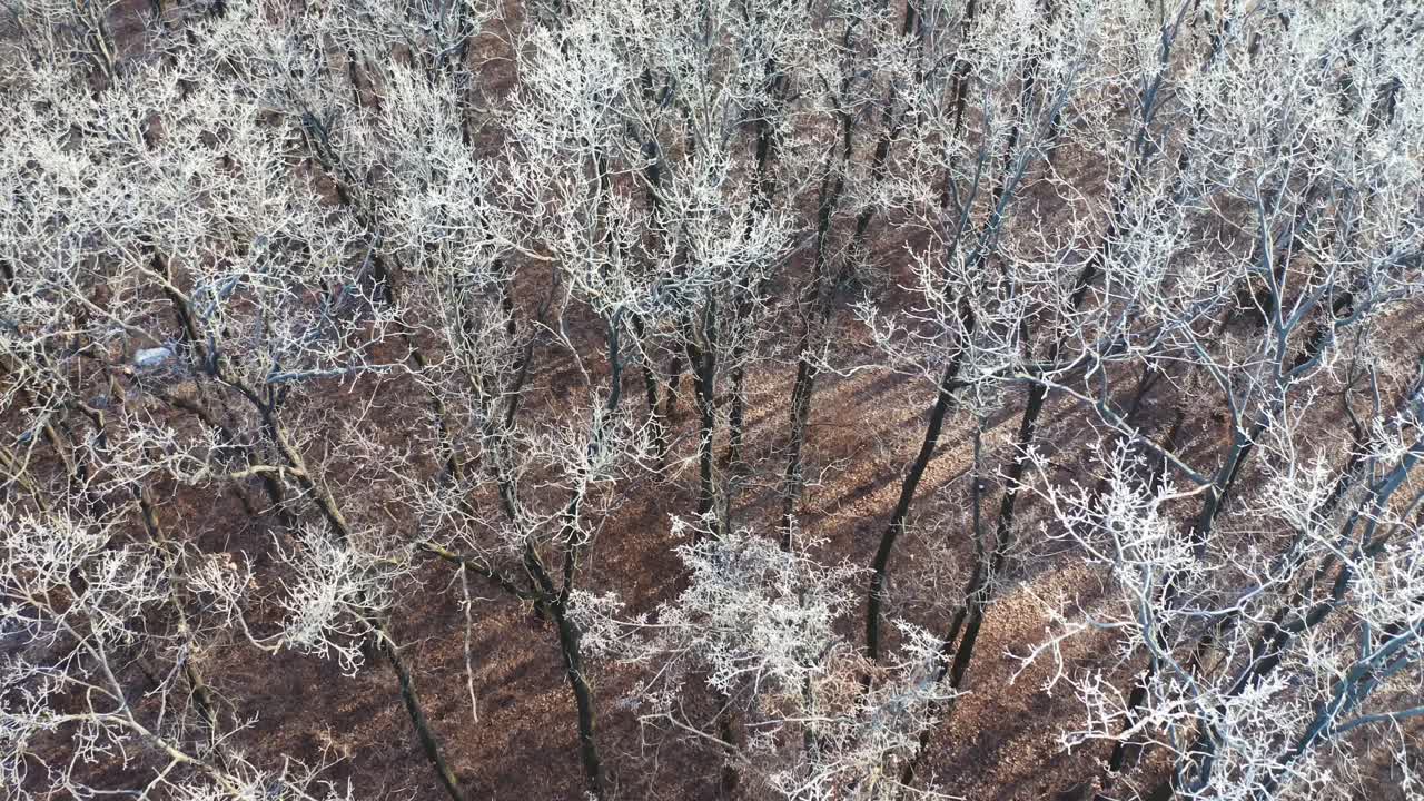Forest landscape in winter season. Aerial view of forest in winter time