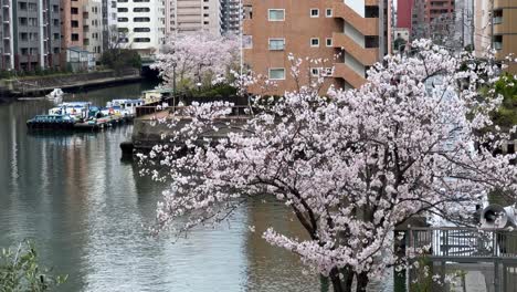 Flores-De-Cerezo-En-Plena-Floración-Junto-A-Un-Río-Con-Barcos,-Edificios-Urbanos-Al-Fondo,-Sereno-Día-De-Primavera