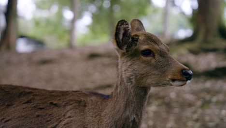 Nahaufnahme-Eines-Nara-Hirsches-Im-Nara-Park,-Japan