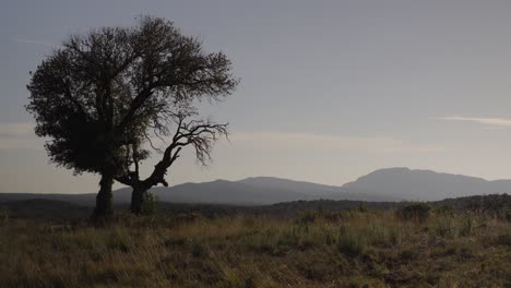 Lonely-tree-standing-tall-in-countryside-landscape-with-mountain-backdrop